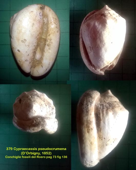 Cypraecassis pseudocrumena